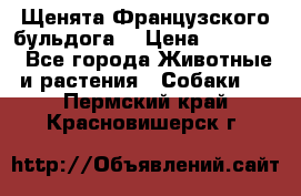 Щенята Французского бульдога. › Цена ­ 45 000 - Все города Животные и растения » Собаки   . Пермский край,Красновишерск г.